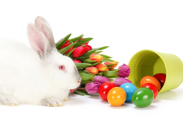 Easter rabbit and colorful eggs — Stock Photo, Image