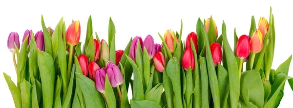 Row of tulips — Stock Photo, Image