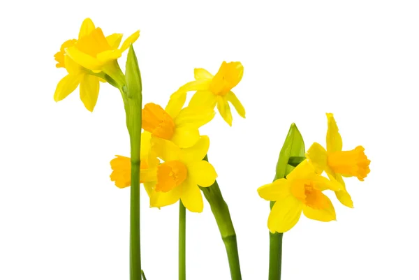 Daffodils flowers — Stock Photo, Image