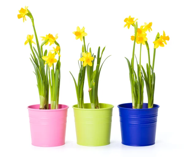 Yellow daffodils in colorful pails — Stock Photo, Image