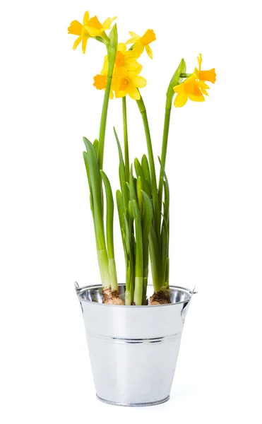 Daffodils in tin pot — Stock Photo, Image