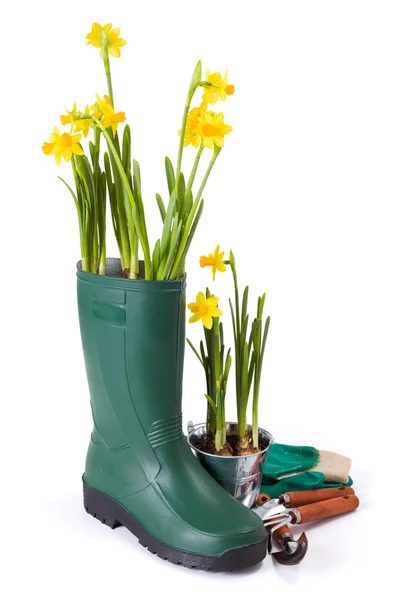 Daffodils em botas de goma e ferramentas de jardinagem — Fotografia de Stock