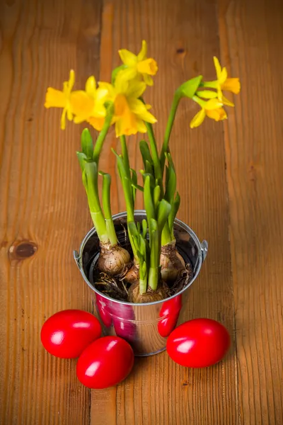 Ovos de Páscoa vermelhos e narcisos amarelos — Fotografia de Stock