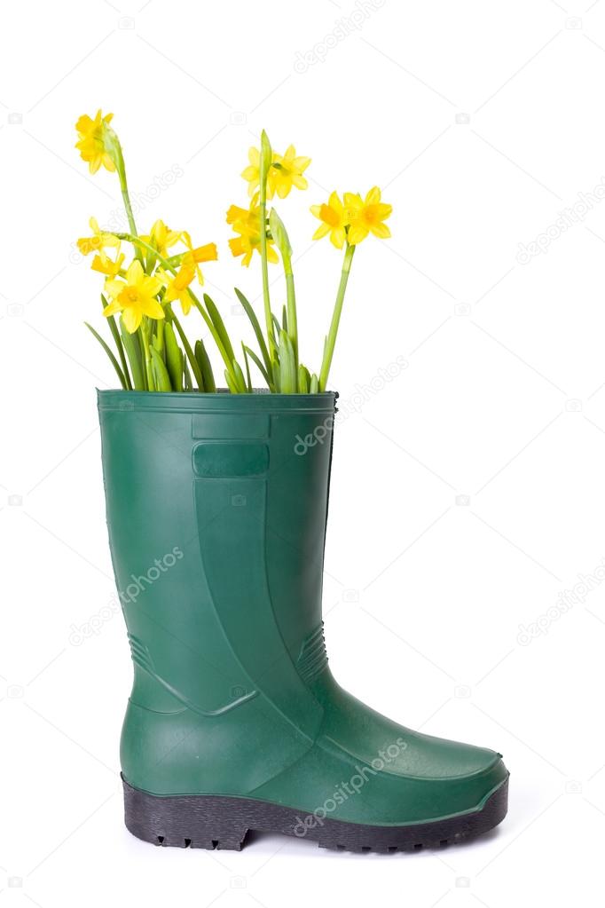 Yellow daffodils in gum boot