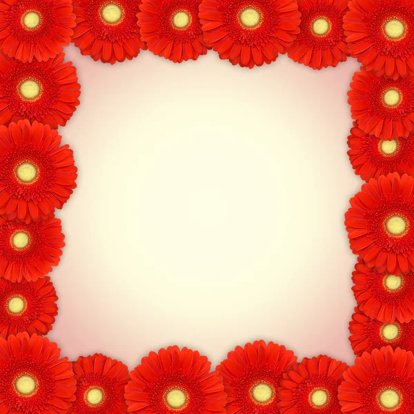 Quadro vermelho da margarida gerbera — Fotografia de Stock