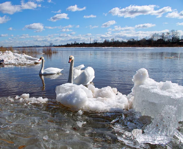 Swans on the river — Stock Photo, Image
