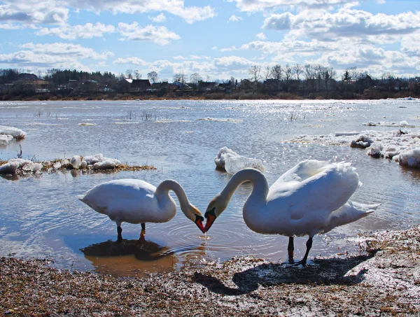 Swans near a river — Stock Photo, Image