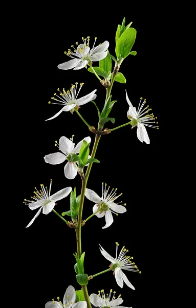 Vit cherry plum blommor — Stockfoto