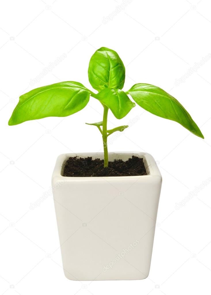 Young basil plants ⬇ Stock Photo, Image by © Sasajo 14426329