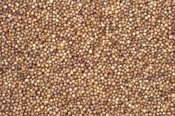 Koriander korn — Stockfoto