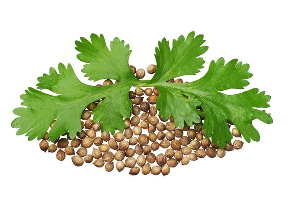 Dvě zelené koriandr listy a semena — Stockfoto