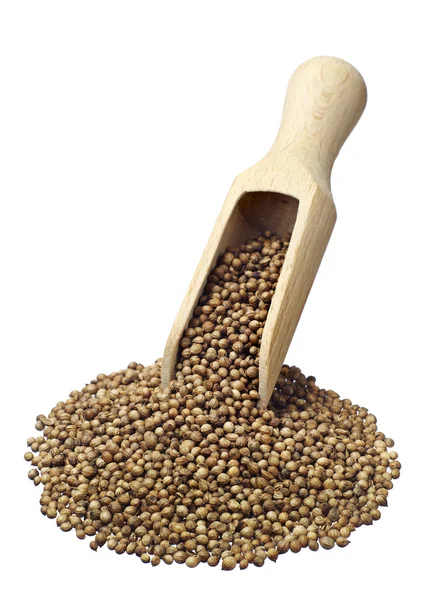 Coriander grain with spoon — Stock Photo, Image
