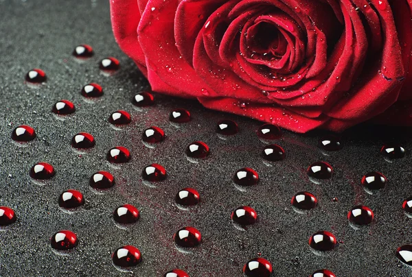 Rosa con gotas rojas — Foto de Stock