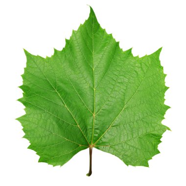 yaprak yeşil sarmaşık