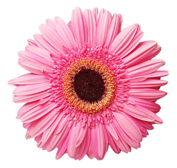 Gerbera — Stock Fotó