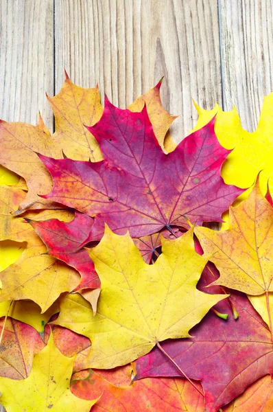 Autumn maple leaves — Stock Photo, Image