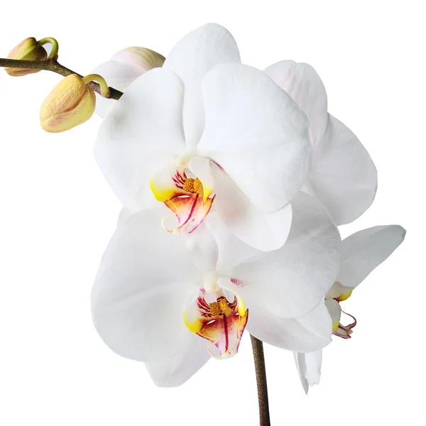 Bílá orchidej — Stock fotografie