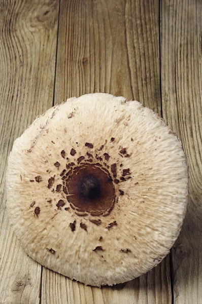 Guarda-chuva de cogumelos — Fotografia de Stock