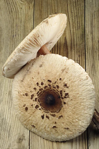 Zwei Pilzschirme — Stockfoto