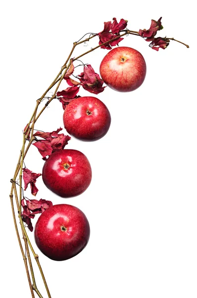 Яблоки и ветка с осенними листьями — стоковое фото