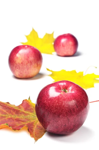 Červená jablka a podzimní listí — Stock fotografie