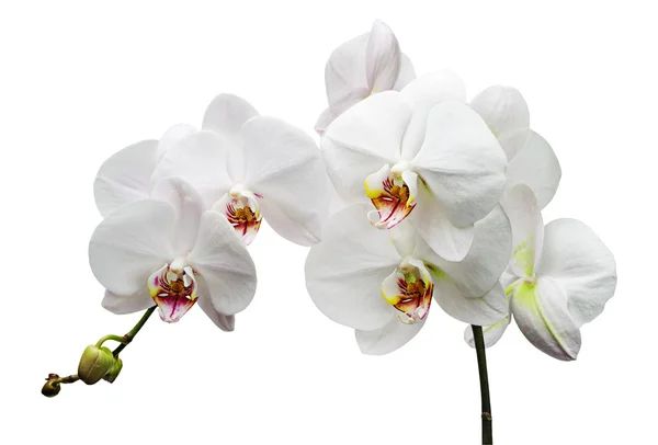 Rama con flores blancas orquídeas —  Fotos de Stock