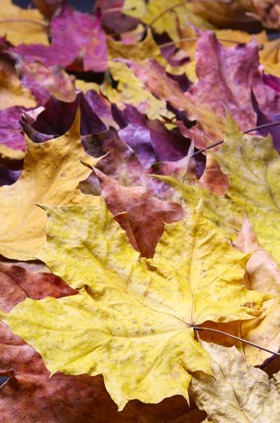 Maple leaves background — Stock Photo, Image