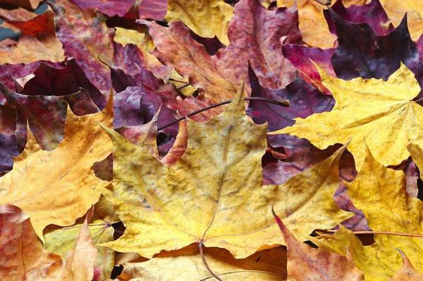 Giallo acero foglie sfondo — Foto Stock