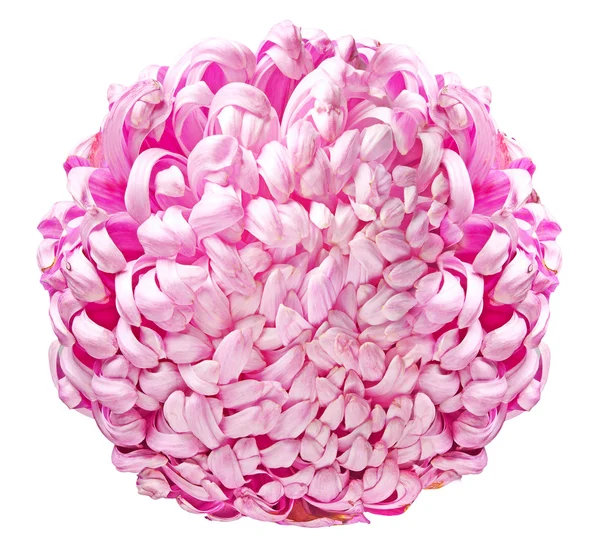 Stora rosa krysantemum — Stockfoto