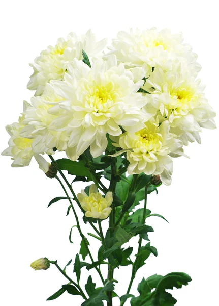 Chrysanthemum blommor — Stockfoto