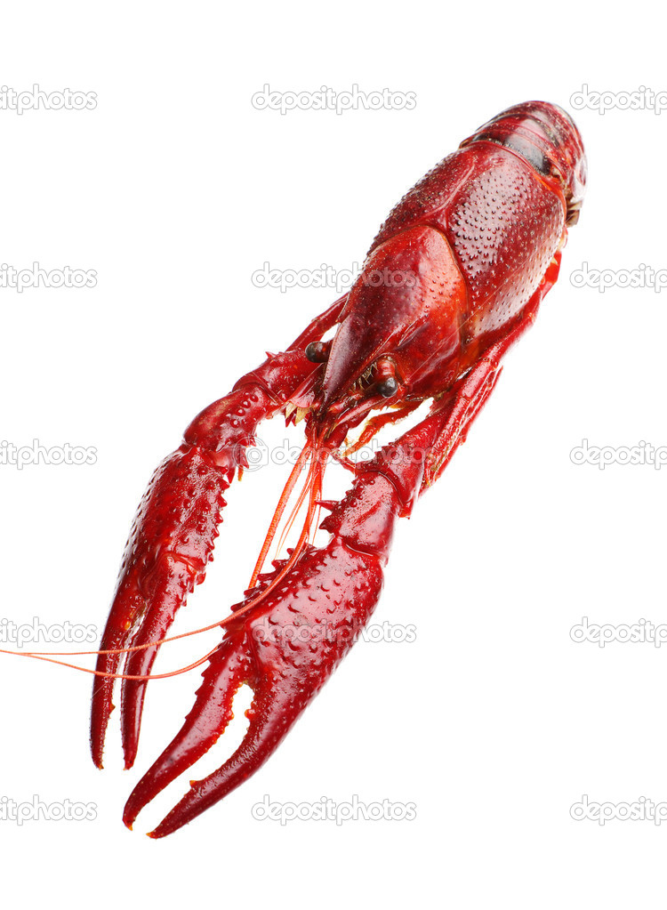 Red boiled crawfish