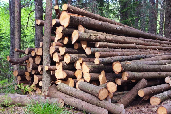 伐採木のトランク — ストック写真