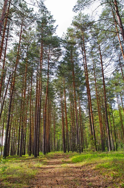 Bosque de pino — Foto de Stock