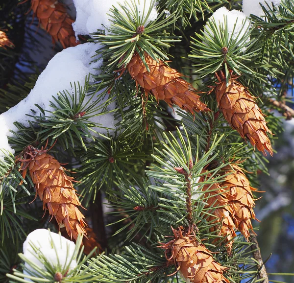 Pine grenar med kottar närbild — Stockfoto