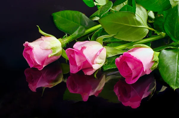 Rosas cor de rosa com reflexão — Fotografia de Stock