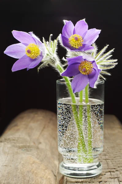 Pasque-flor em um copo — Fotografia de Stock