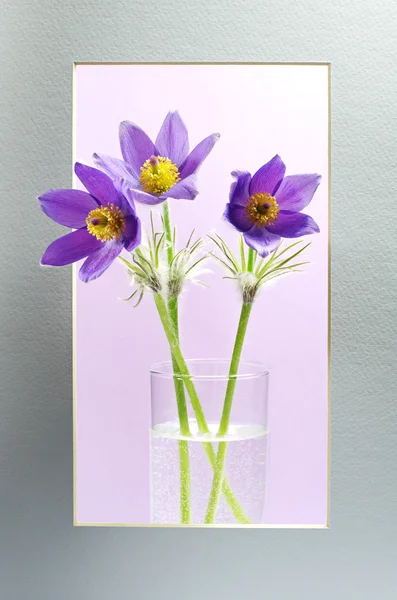Violeta pasque-flores en un marco — Foto de Stock