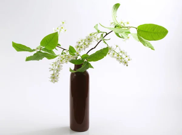 Bird cherry in vase — Stock Photo, Image