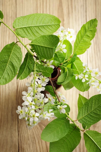 Fågel cherry gren — Stockfoto