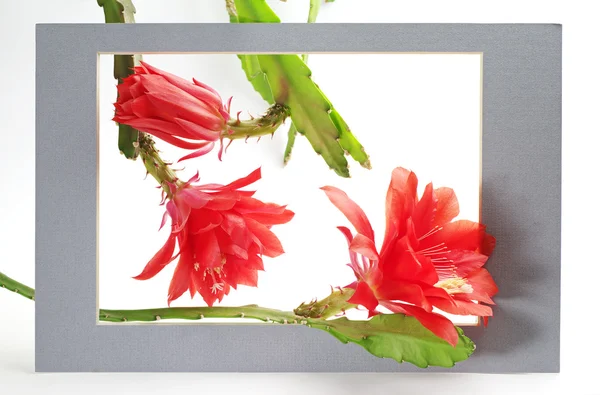 Flor de cactus en un marco — Foto de Stock