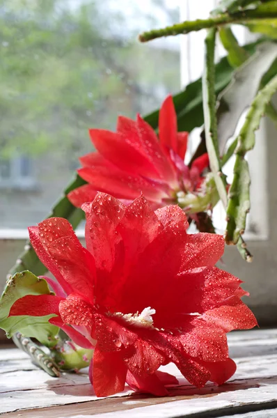 Цветок кактуса с капли воды — стоковое фото