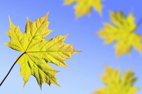 단풍나무 잎 배경 — 스톡 사진