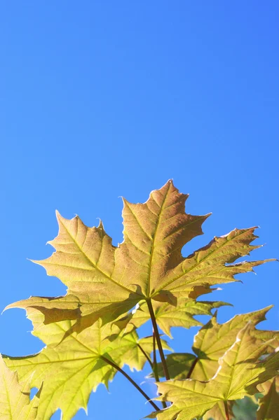 Foglie d'acero — Foto Stock