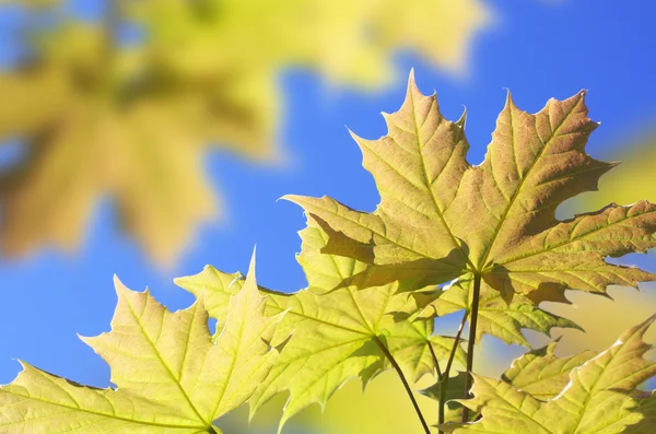 Fondo con foglie d'acero — Foto Stock