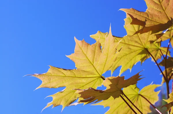 Foglie di un acero — Foto Stock