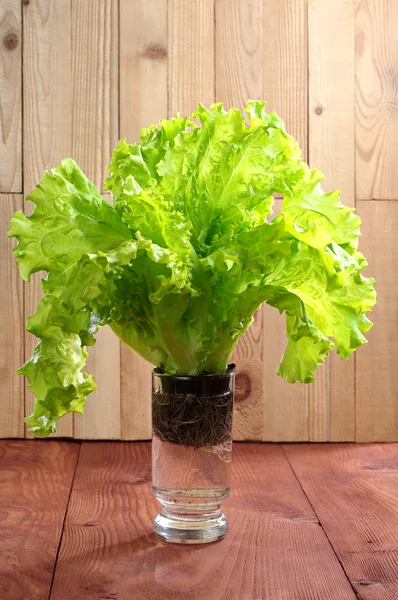 Lechuga en un vaso de agua — Foto de Stock