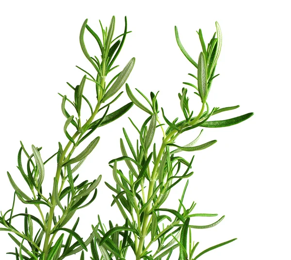 Rosemary plant closeup — Stock Photo, Image