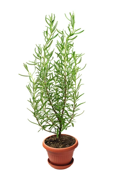 Rosemary plant in pot — Stock Photo, Image