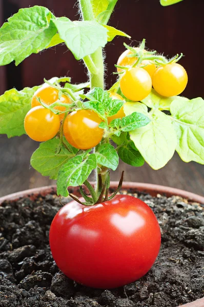 Červené rajče a malá žlutá rajčata — Stock fotografie