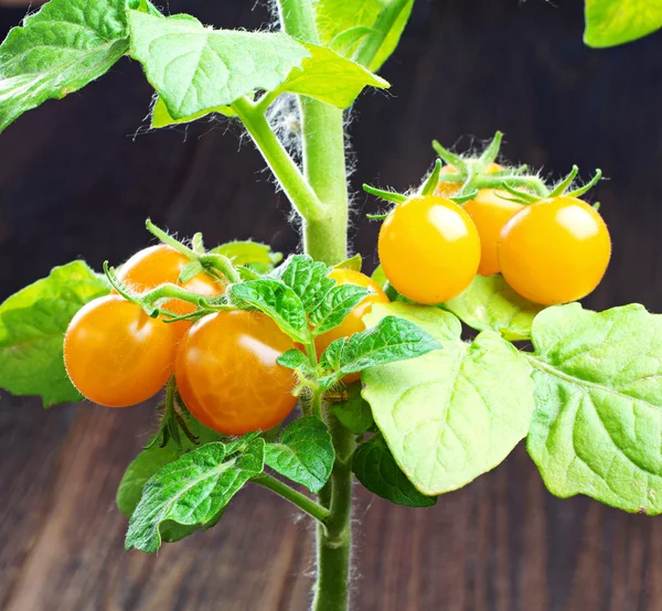 Malé žluté cherry rajčata — Stock fotografie